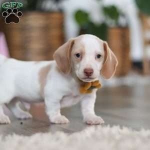 Charlie, Dachshund Puppy